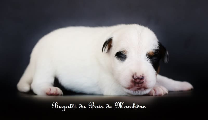 Du Bois De Morchène - Chiots disponibles - Parson Russell Terrier