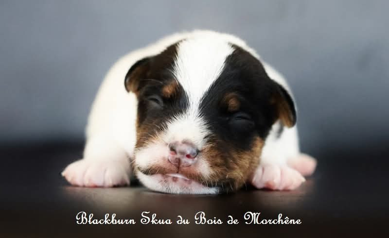 Du Bois De Morchène - Chiots disponibles - Parson Russell Terrier