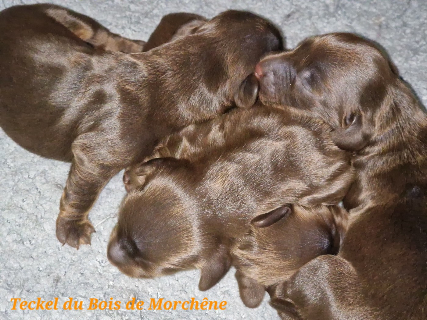 Chiot Teckel poil long Du Bois De Morchène