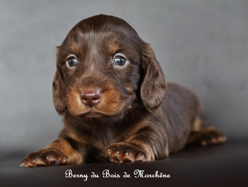 Du Bois De Morchène - Chiots disponibles - Teckel poil long