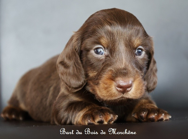 Du Bois De Morchène - Chiots disponibles - Teckel poil long