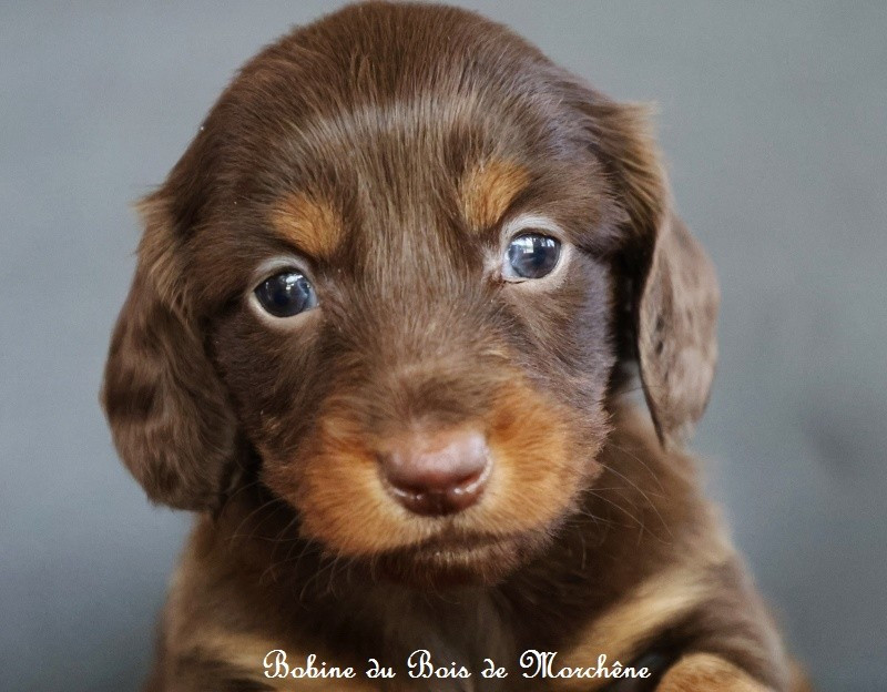 Du Bois De Morchène - Chiots disponibles - Teckel poil long