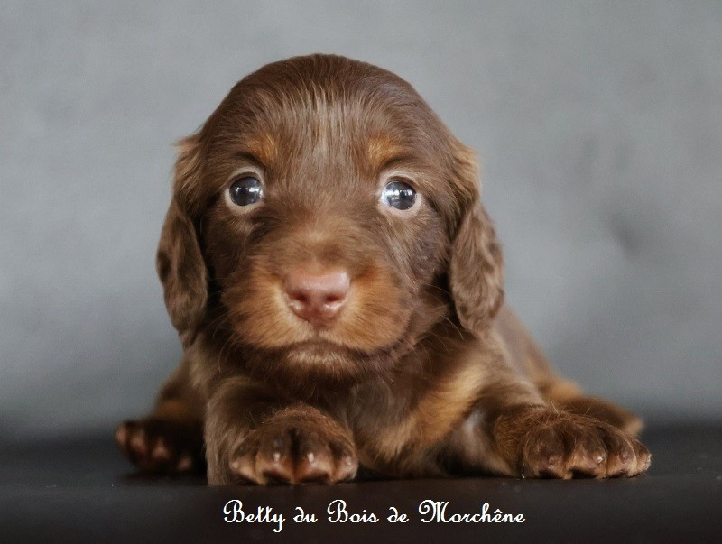 Du Bois De Morchène - Chiots disponibles - Teckel poil long