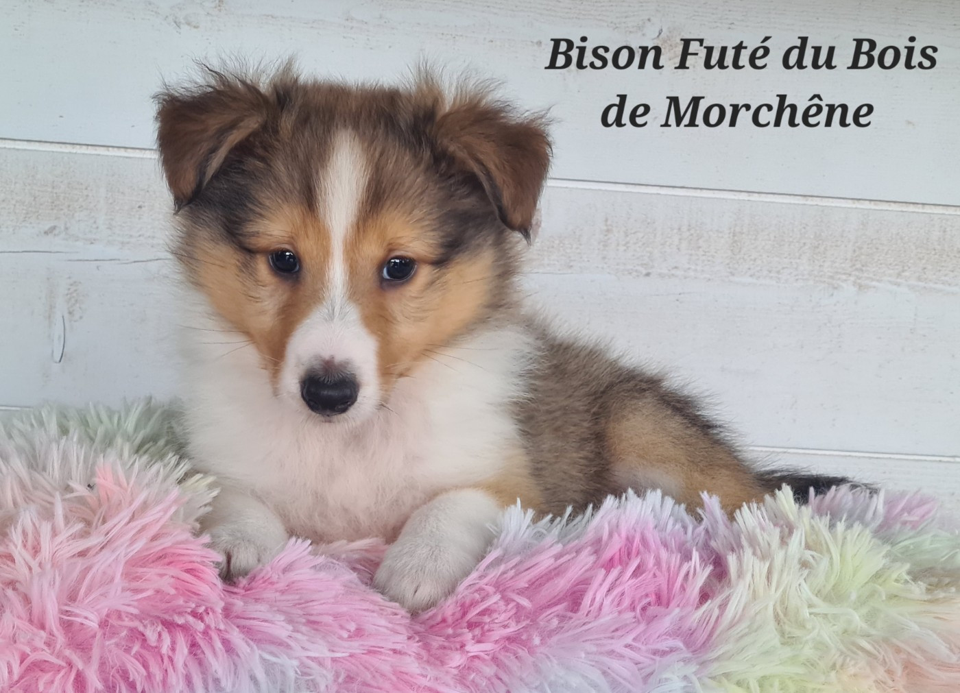 Du Bois De Morchène - Chiots disponibles - Shetland Sheepdog