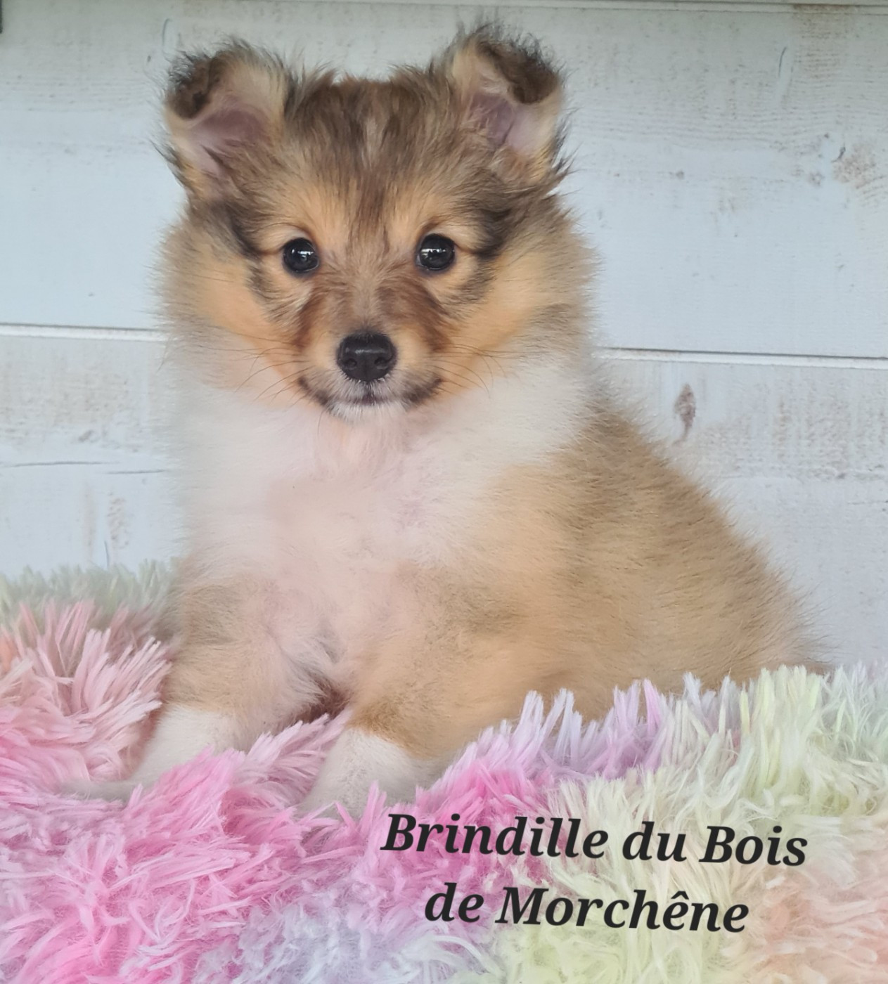 Du Bois De Morchène - Chiots disponibles - Shetland Sheepdog