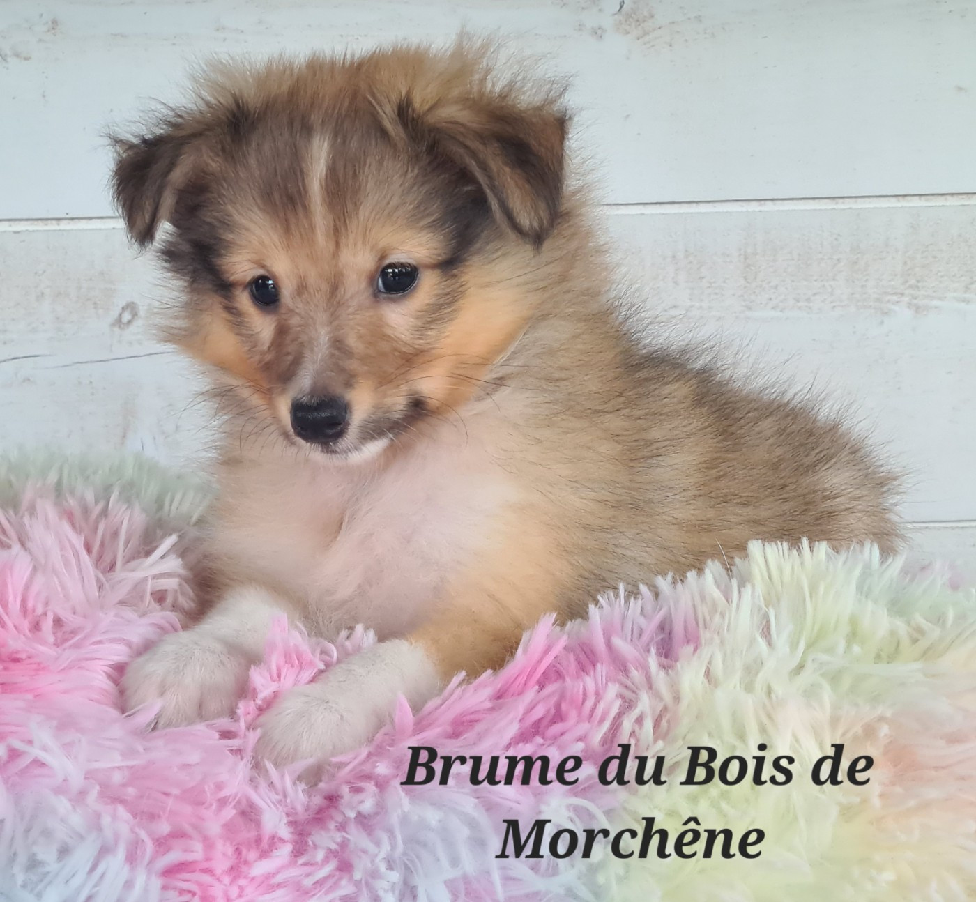 Du Bois De Morchène - Chiots disponibles - Shetland Sheepdog