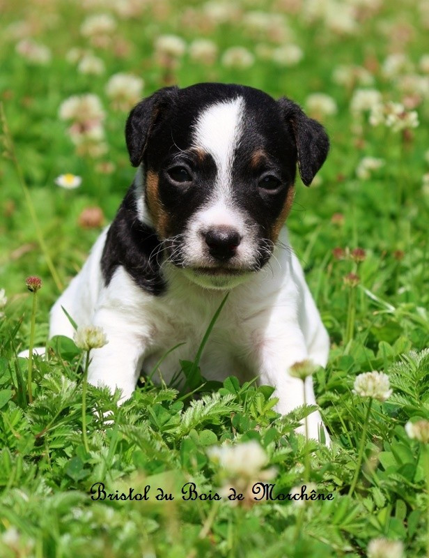Du Bois De Morchène - Chiots disponibles - Parson Russell Terrier