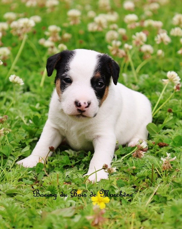 Du Bois De Morchène - Chiots disponibles - Parson Russell Terrier