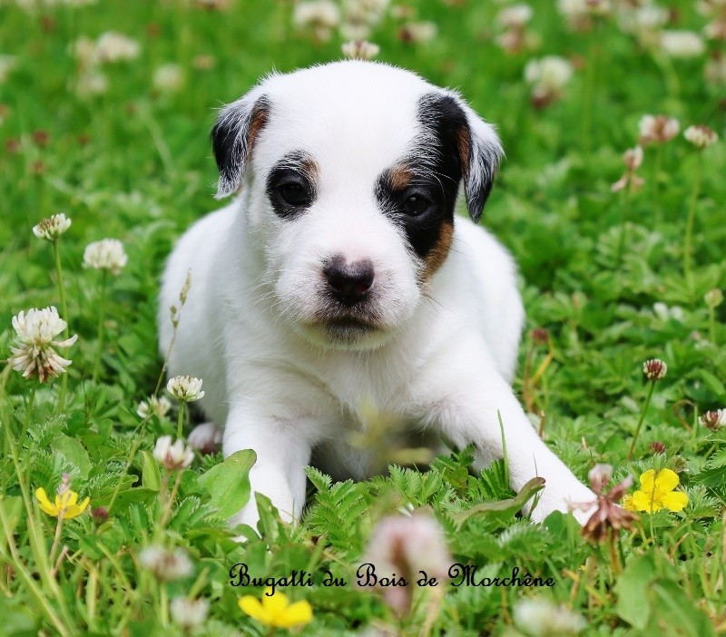 Du Bois De Morchène - Chiots disponibles - Parson Russell Terrier
