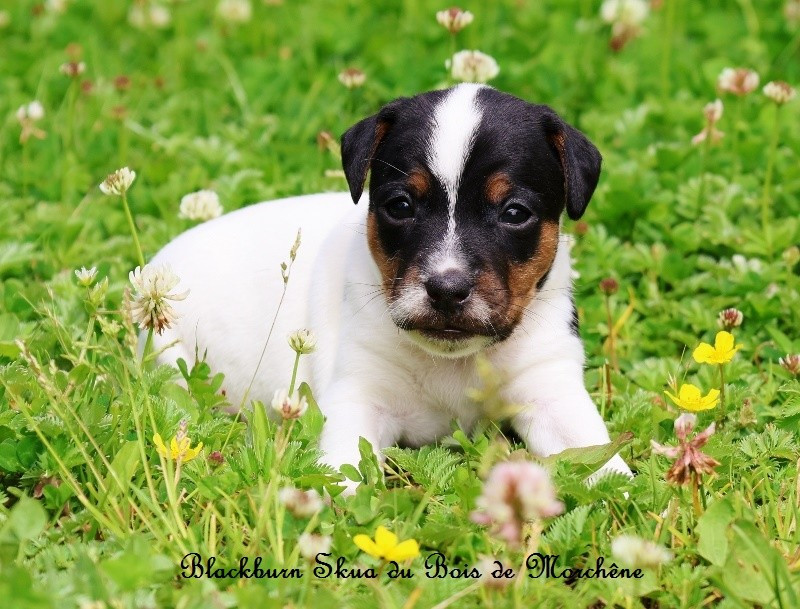 Du Bois De Morchène - Chiots disponibles - Parson Russell Terrier