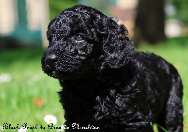 Du Bois De Morchène - Chiots disponibles - Caniche
