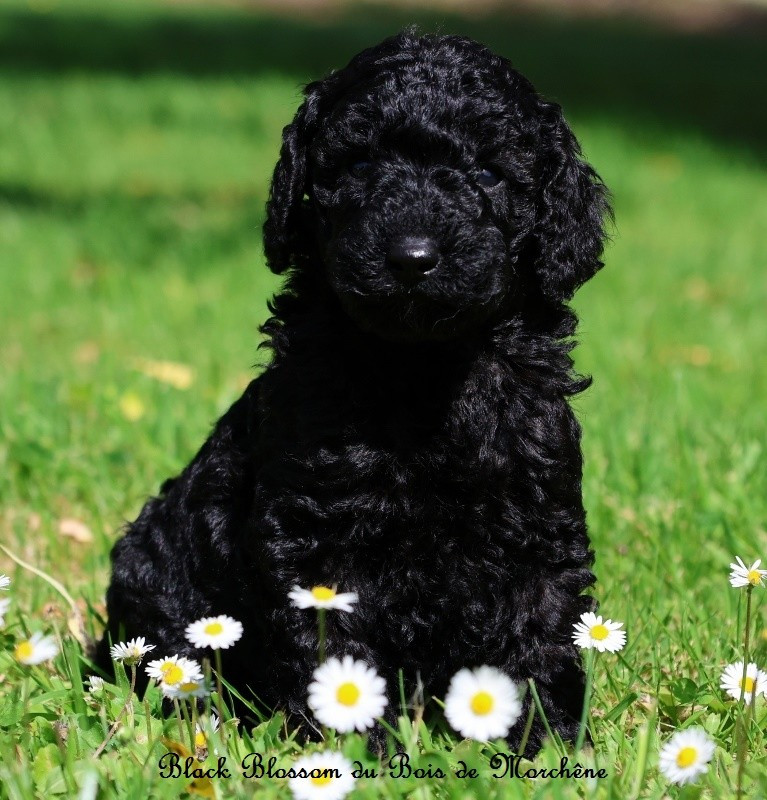 Du Bois De Morchène - Chiots disponibles - Caniche