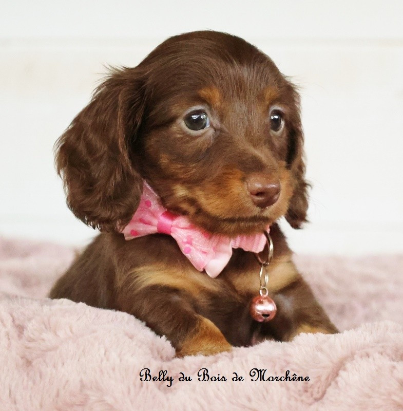 Du Bois De Morchène - Chiots disponibles - Teckel poil long