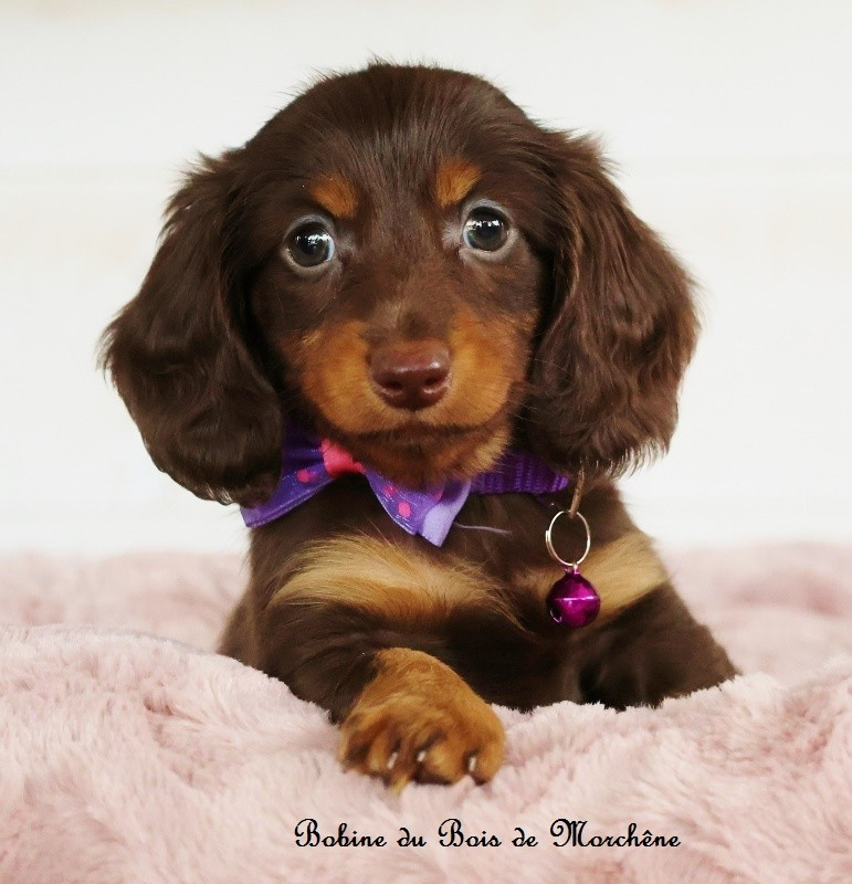 Du Bois De Morchène - Chiots disponibles - Teckel poil long