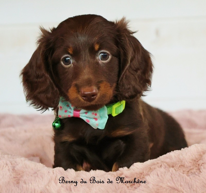 Du Bois De Morchène - Chiots disponibles - Teckel poil long
