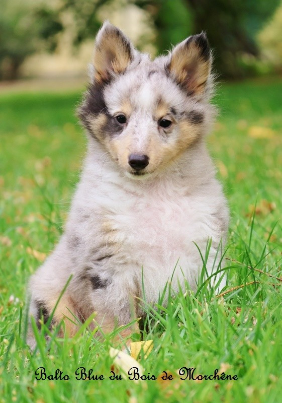 Du Bois De Morchène - Chiots disponibles - Shetland Sheepdog