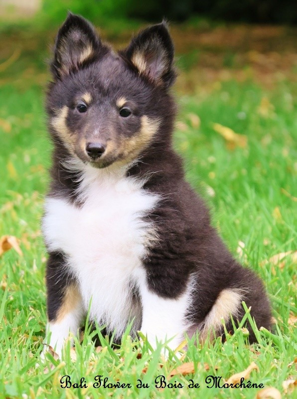 Du Bois De Morchène - Chiots disponibles - Shetland Sheepdog