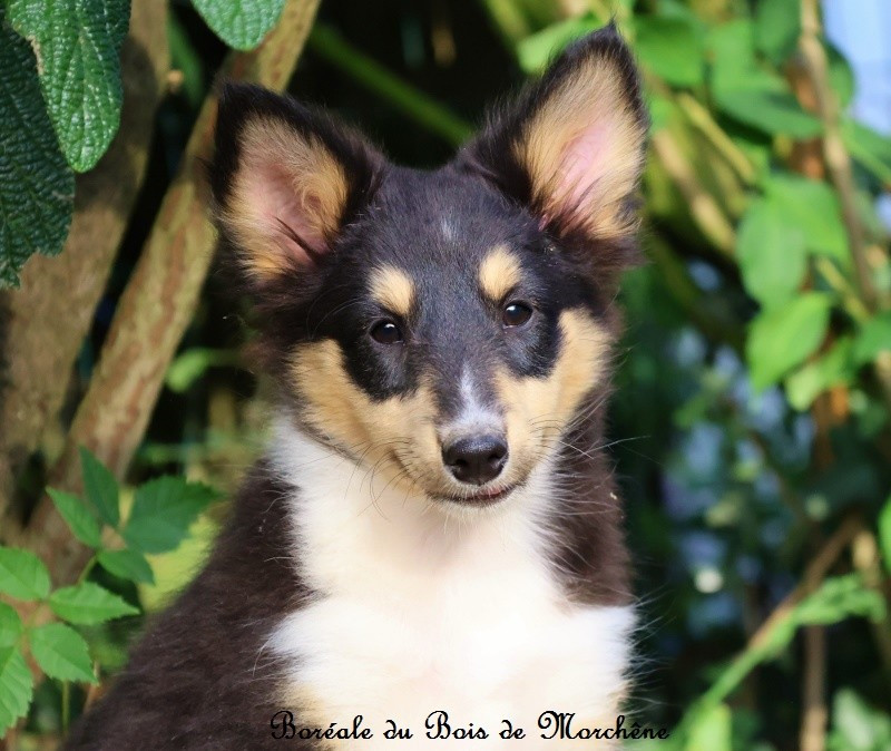 Du Bois De Morchène - Chiots disponibles - Shetland Sheepdog