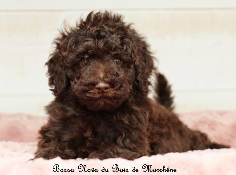 Du Bois De Morchène - Chiots disponibles - Caniche