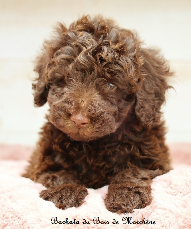 Du Bois De Morchène - Chiots disponibles - Caniche