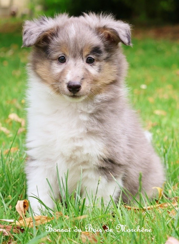 Du Bois De Morchène - Chiots disponibles - Shetland Sheepdog