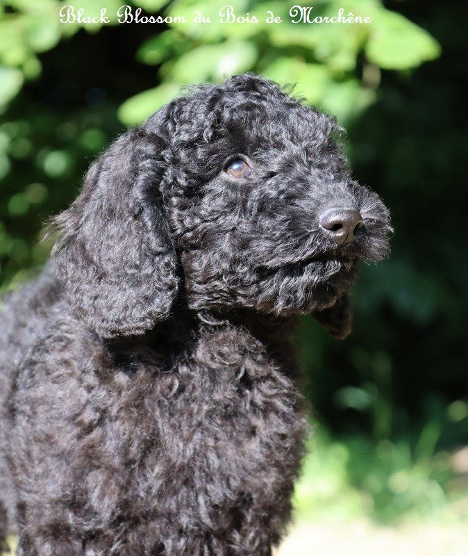 Du Bois De Morchène - Chiots disponibles - Caniche