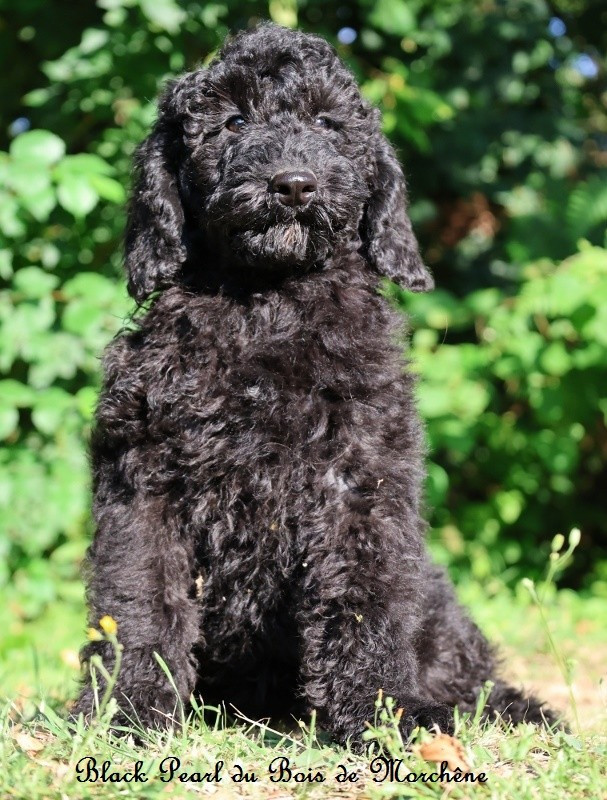 Du Bois De Morchène - Chiots disponibles - Caniche