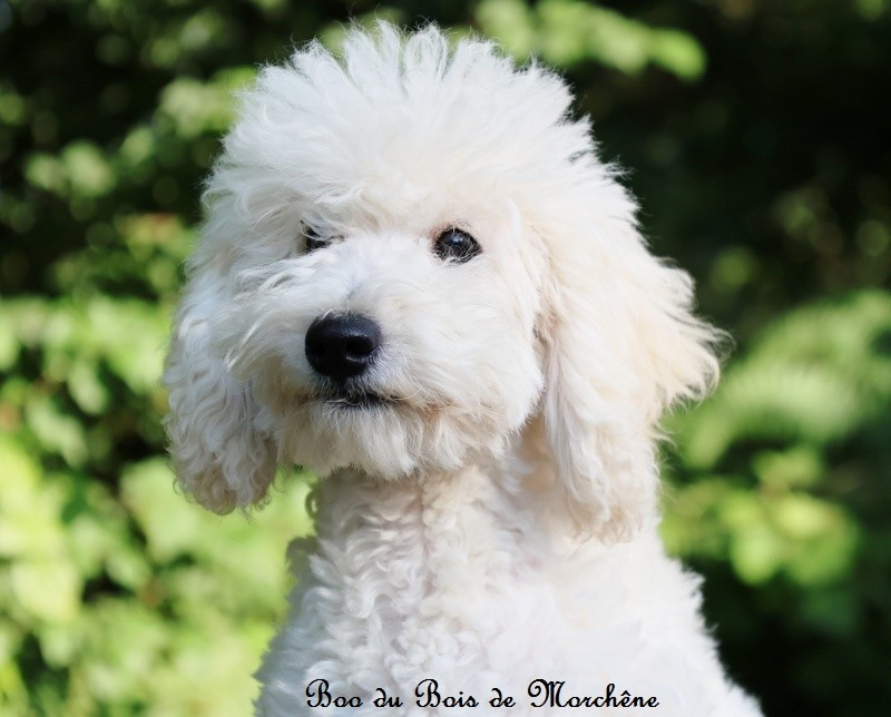 Du Bois De Morchène - Chiots disponibles - Caniche