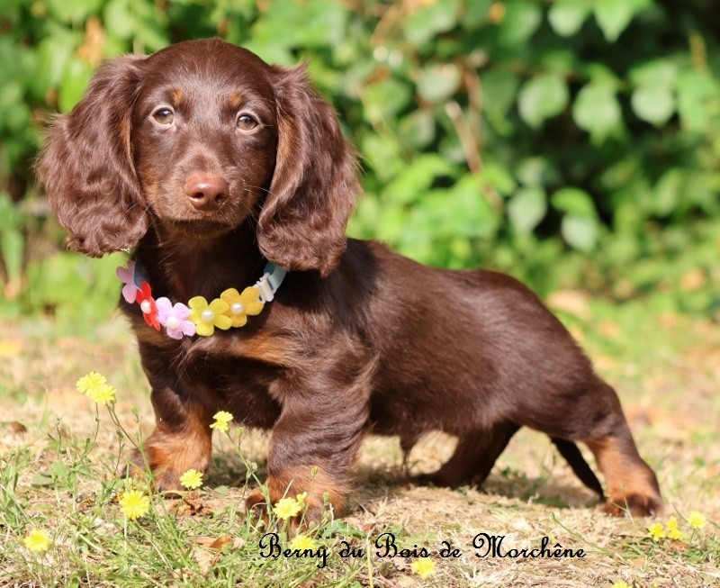 Du Bois De Morchène - Chiots disponibles - Teckel poil long