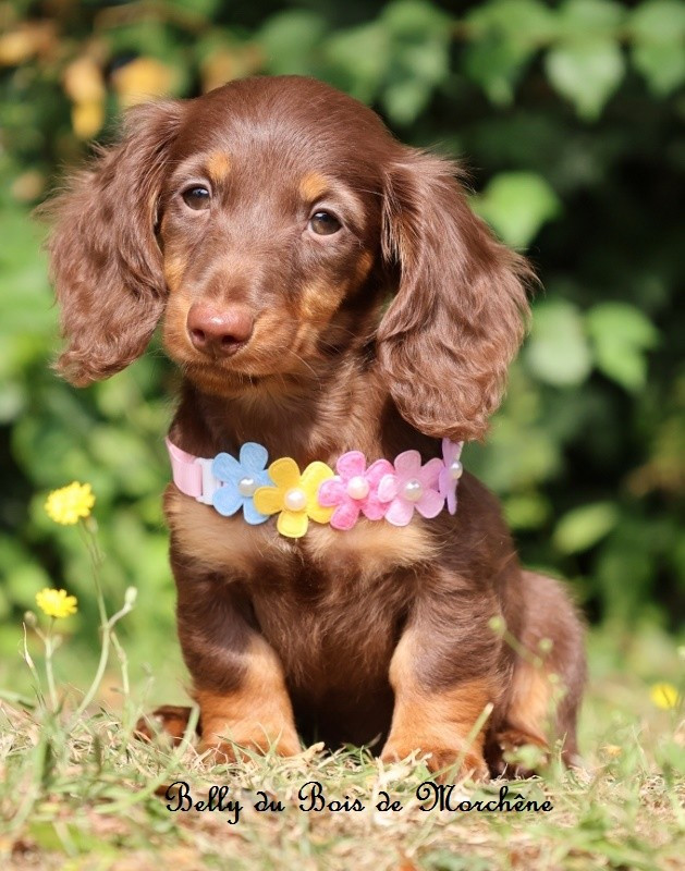 Du Bois De Morchène - Chiots disponibles - Teckel poil long