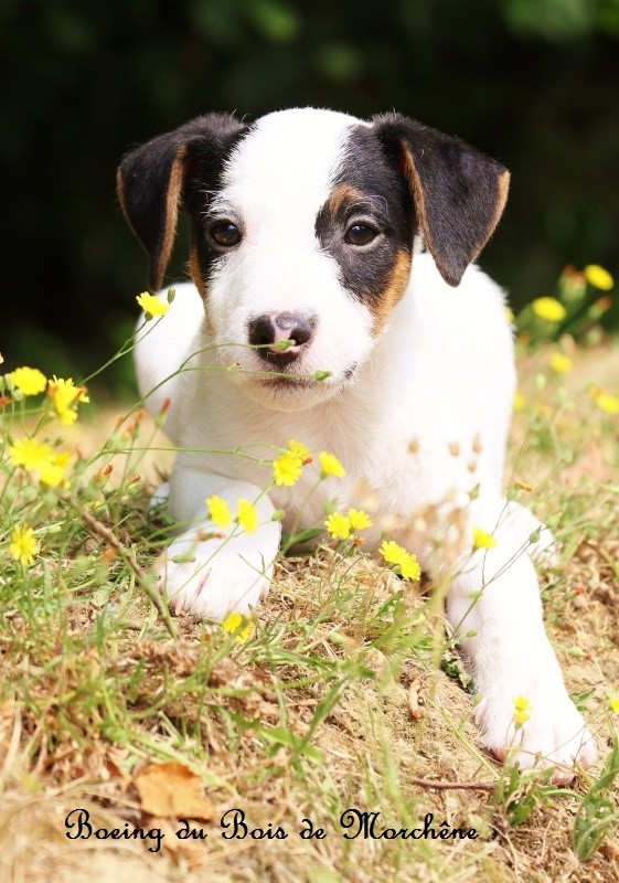 Du Bois De Morchène - Chiots disponibles - Parson Russell Terrier