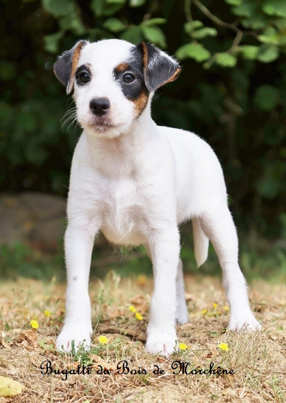 Du Bois De Morchène - Chiots disponibles - Parson Russell Terrier