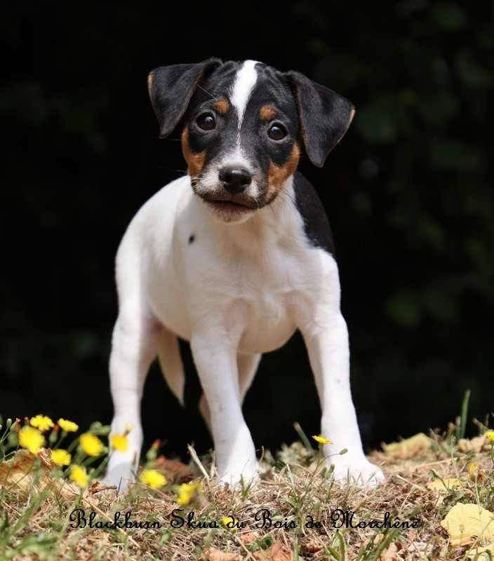 Du Bois De Morchène - Chiots disponibles - Parson Russell Terrier