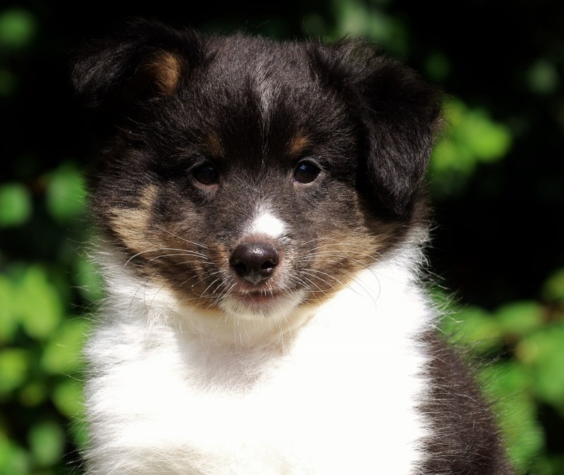 Du Bois De Morchène - Chiots disponibles - Shetland Sheepdog