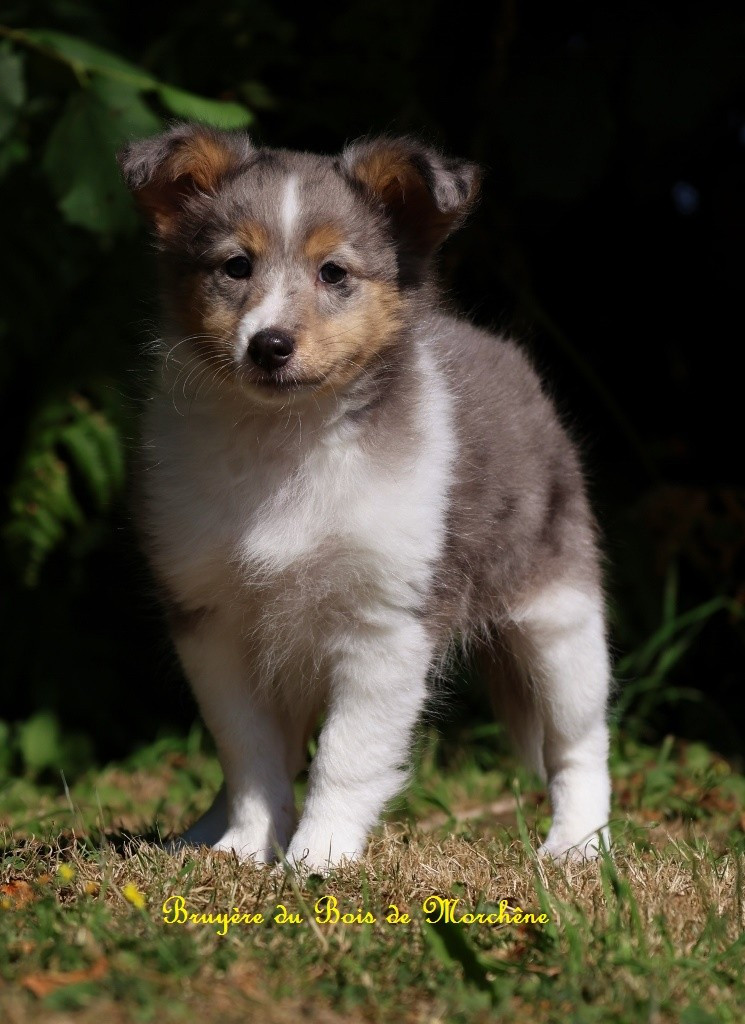 Du Bois De Morchène - Chiots disponibles - Shetland Sheepdog