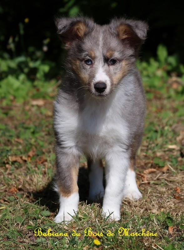 Du Bois De Morchène - Chiots disponibles - Shetland Sheepdog