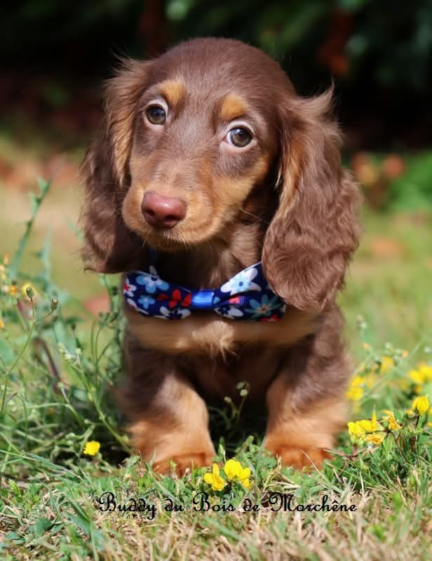 Du Bois De Morchène - Chiots disponibles - Teckel poil long