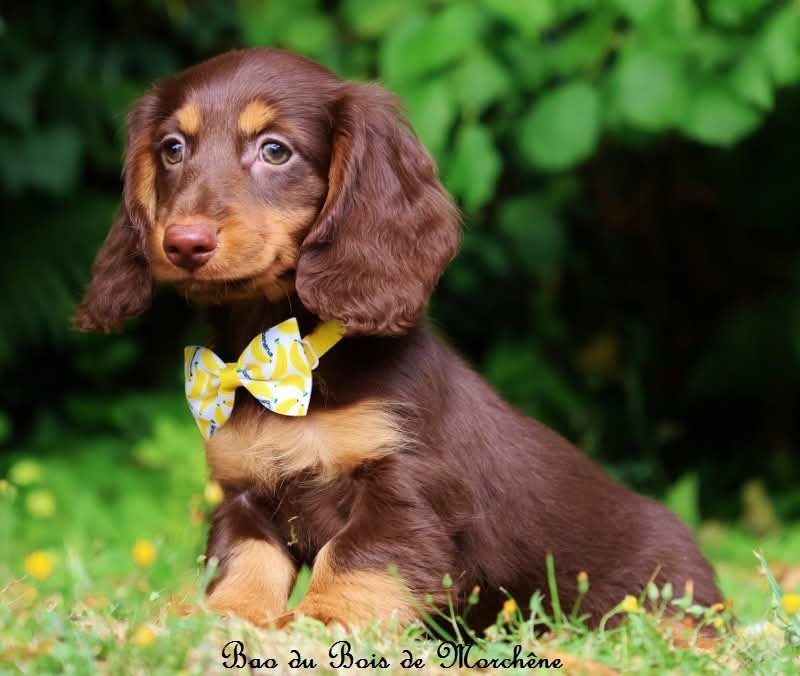 Du Bois De Morchène - Chiots disponibles - Teckel poil long