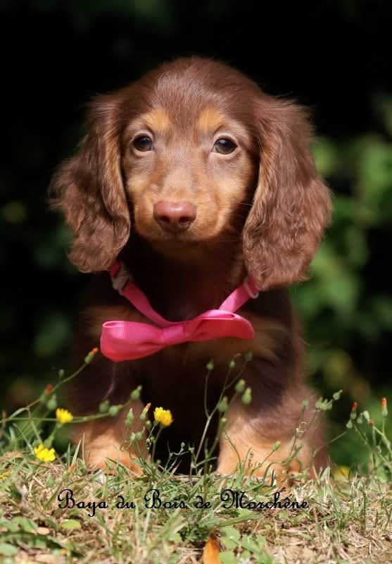 Du Bois De Morchène - Chiots disponibles - Teckel poil long