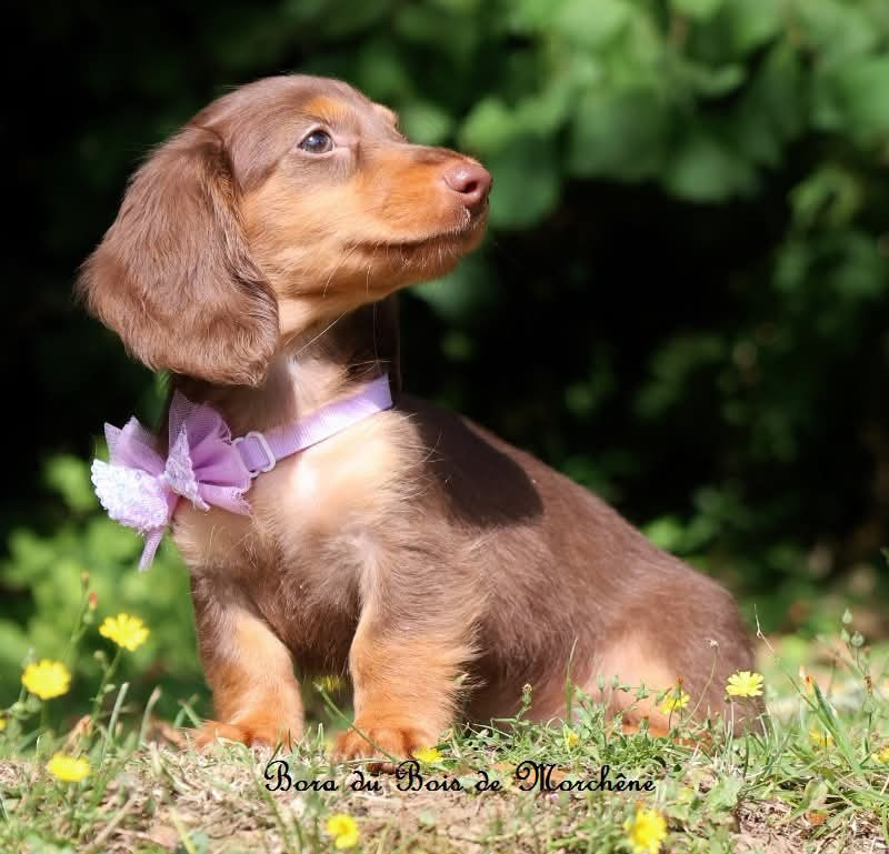 Du Bois De Morchène - Chiots disponibles - Teckel poil long