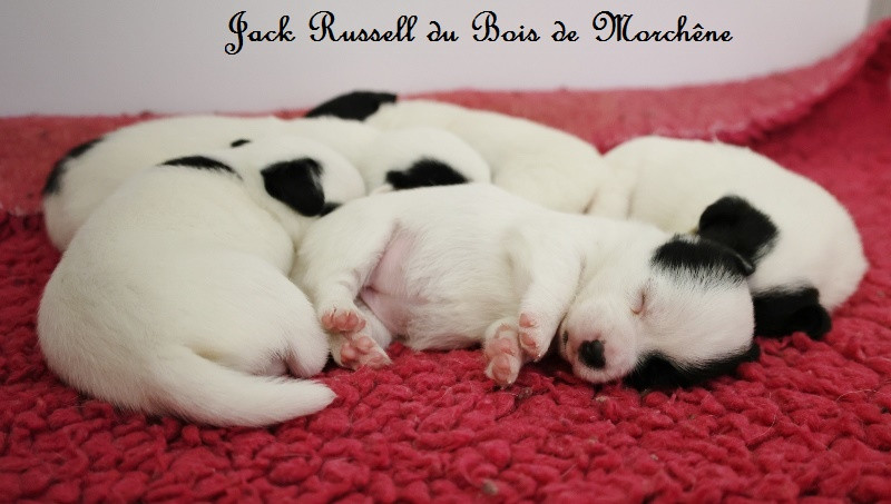 Chiot Jack Russell Terrier Du Bois De Morchène