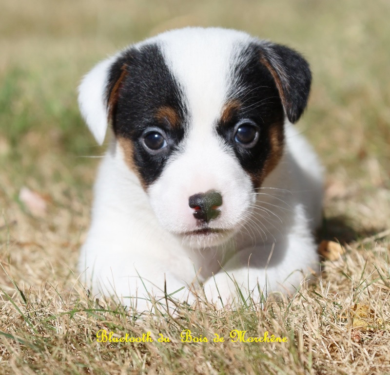 Du Bois De Morchène - Chiots disponibles - Jack Russell Terrier