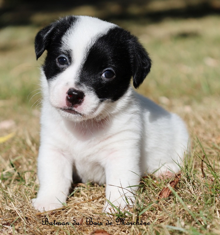 Du Bois De Morchène - Chiots disponibles - Jack Russell Terrier