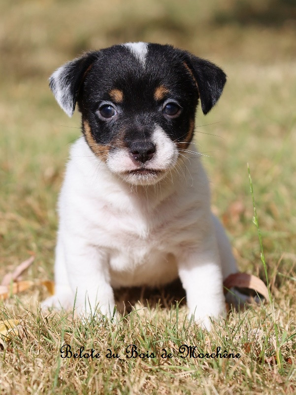 Du Bois De Morchène - Chiots disponibles - Jack Russell Terrier