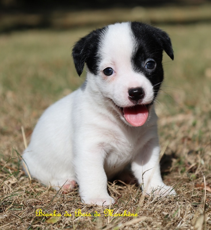 Du Bois De Morchène - Chiots disponibles - Jack Russell Terrier