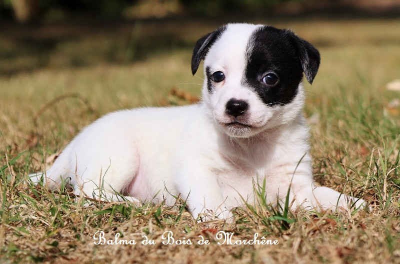 Du Bois De Morchène - Chiots disponibles - Jack Russell Terrier