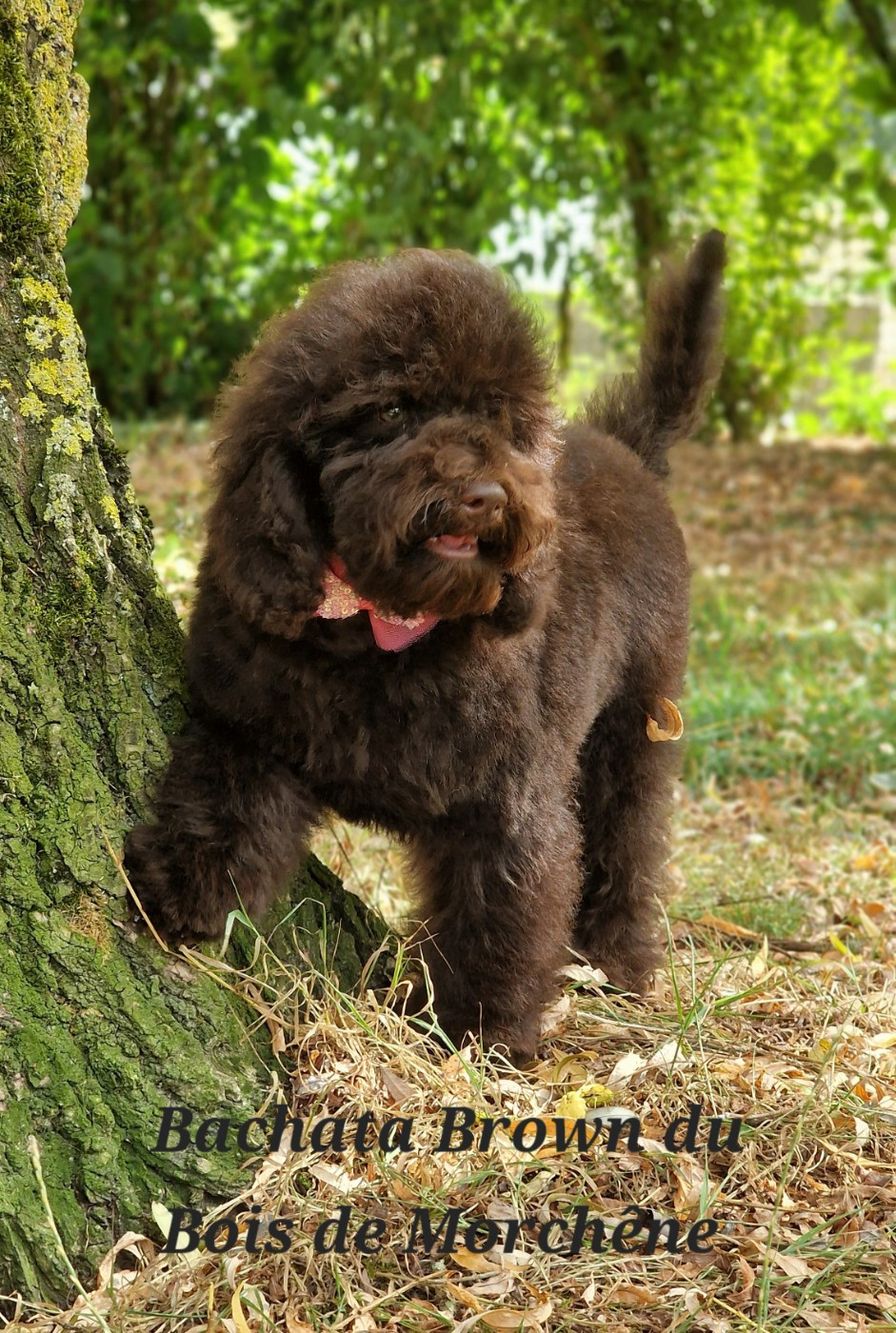Du Bois De Morchène - Chiots disponibles - Caniche