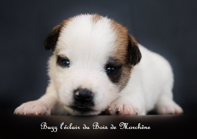 Du Bois De Morchène - Chiots disponibles - Jack Russell Terrier