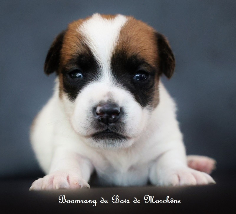 Du Bois De Morchène - Chiots disponibles - Jack Russell Terrier