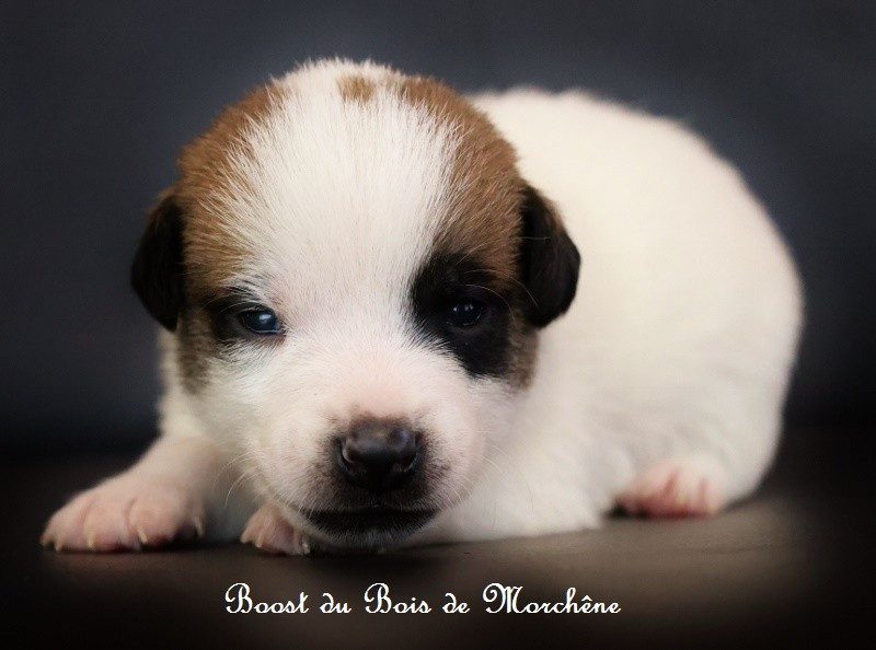 Du Bois De Morchène - Chiots disponibles - Jack Russell Terrier